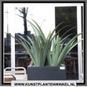 agave layout